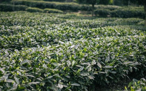 水溶肥在有机茶树种植中的应用及对农产品销售的影响
